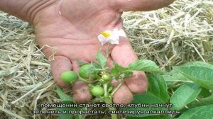 Есть ли плоды у картофеля и как их называют