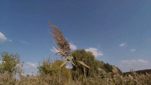 ОЧЕНЬ МНОГО УТКИ. Удачная охота на утку 2020. Результативне полювання на качку. Duck hunting 2020 смотреть онлайн