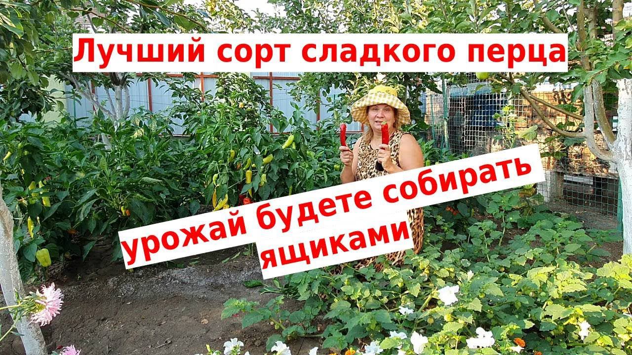 Сажаю и буду сажать эти перцы всегда. Лучшие сорта сладкого перца 2022 Иван да Марья смотреть онлайн