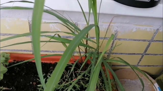 Красивоцветущее растение для балкона, которое радует всё лето. Восточный балкон. Пеларгонии, колеус