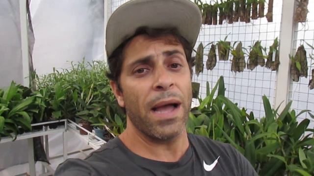 DICA SOBRE PODRIDÃO NEGRA E CONHEÇAM UMA ESPÉCIE RARA DA COLÔMBIA !!! смотреть онлайн