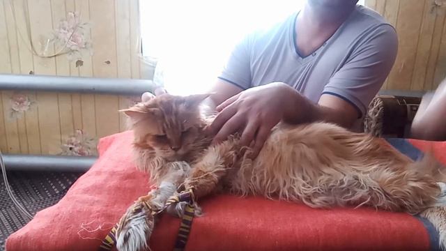 Спасаем любимицу- кошку мейн кун Соню. Ставим капельницы /Хуторок у Реки/Life in the village смотреть онлайн