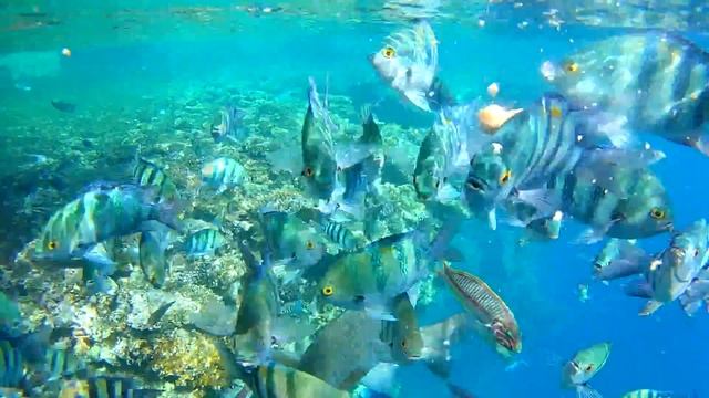 Кормление рыб в отеле The Grand Hotel Sharm El Sheikh 5* смотреть онлайн