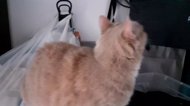 Что там под потолком? Фиша Кисулькин смотреть онлайн