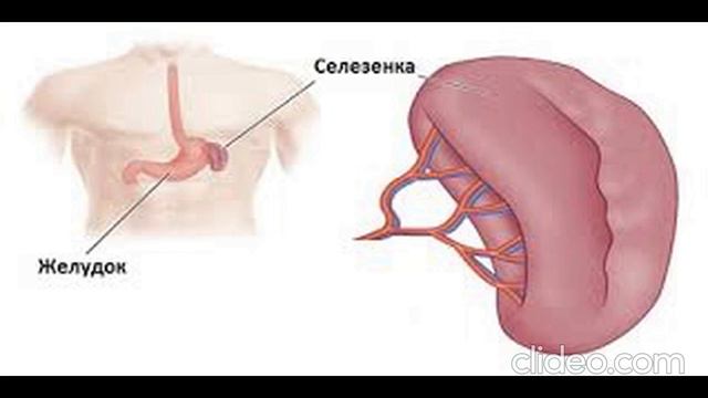 Психосоматика проблем с селезёнкой смотреть онлайн