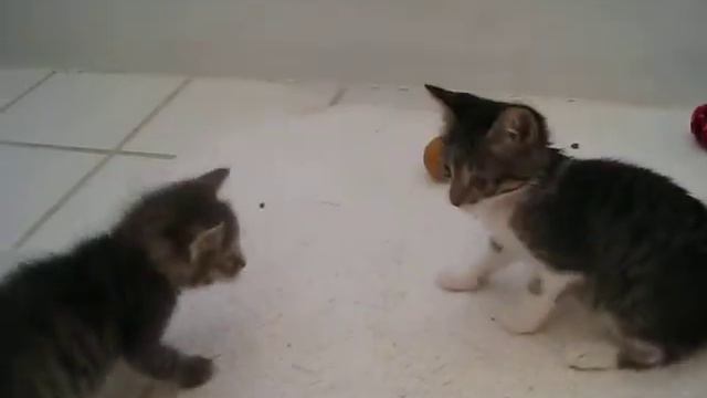 Kittens for Sale смотреть онлайн