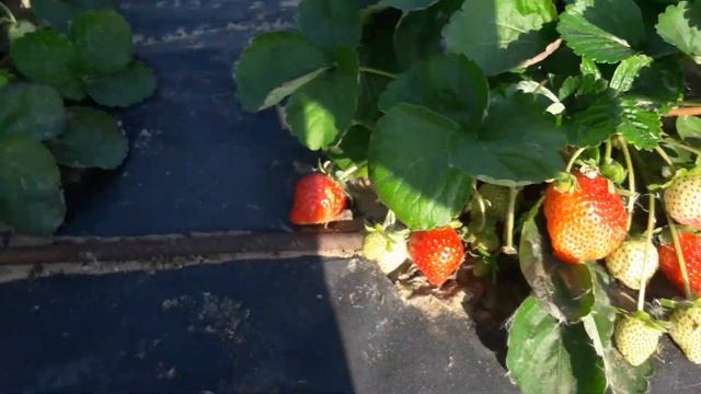 АНИЯ, КАНТУС 15 октября 2021г смотреть онлайн