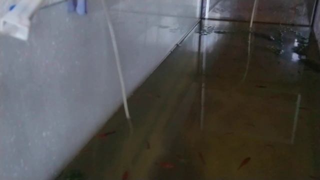 Как найти Аулофорус. (1 часть)? ? ? ? ? ? ?????????