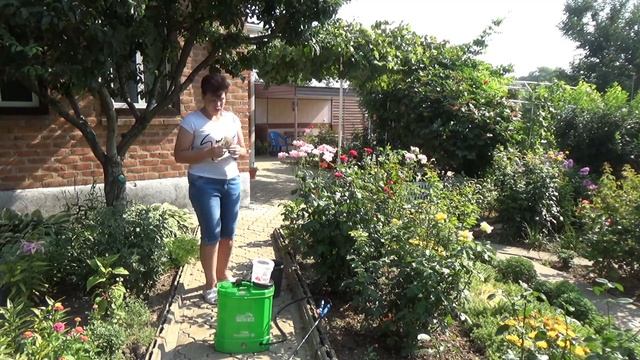 Розы в летнюю жару Обработка для поддержания и борьбы с солнечными ожогами смотреть онлайн