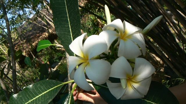 Kenzo Jungle Homme - неувядающая классика!