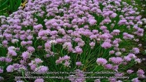 Выращивание лука шнитт из семян на дачном участке