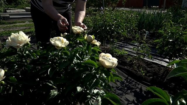 Пион Pastelegance. Весна 2018 смотреть онлайн