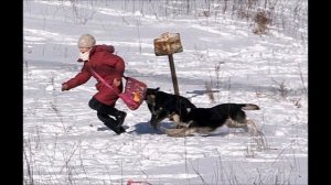 БРОДЯЧИЕ СОБАКИ В ГОРОДЕ НАПАДАЮТ НА ЛЮДЕЙ