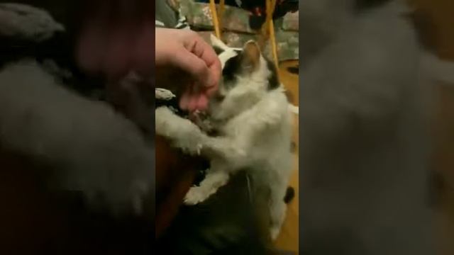 Как выглядит очень старый кот смотреть онлайн