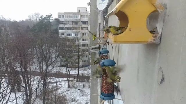стая чижей на кормушке смотреть онлайн