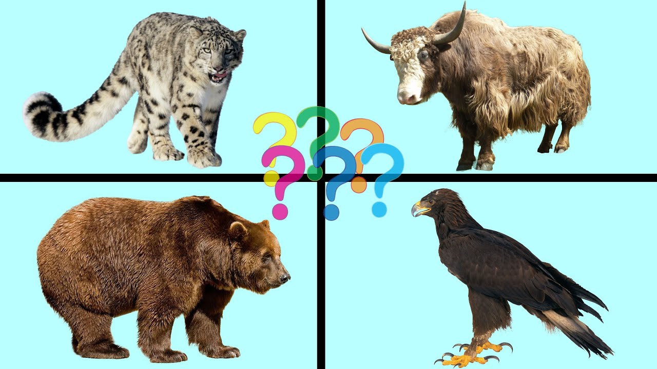 Учим Названия Горных Животных Для Детей.mp4