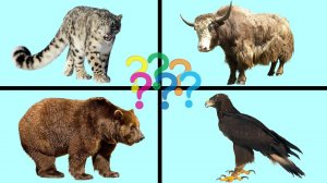 Учим Названия Горных Животных Для Детей.mp4