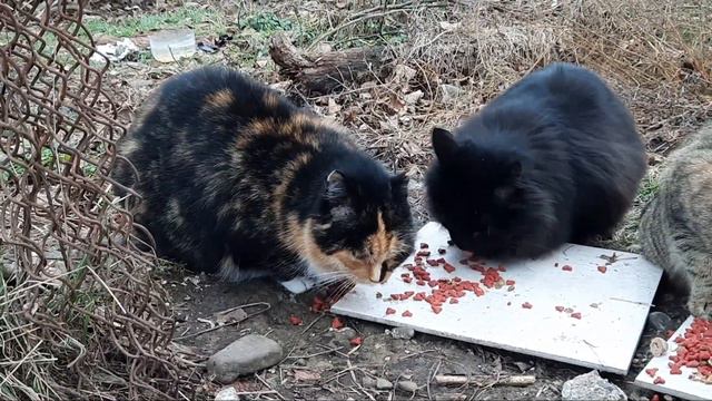 КОРМЛЮ ГОЛОДНЫХ УЛИЧНЫХ КОТОВ 03.01.2022 | УЛИЧНЫЙ БУТУЗИК смотреть онлайн