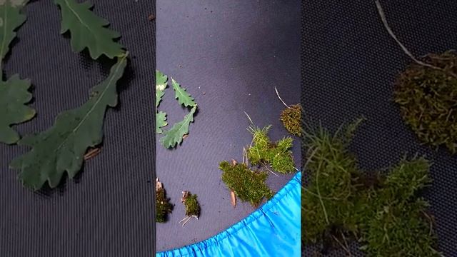 Как готовить мох для улиток смотреть онлайн