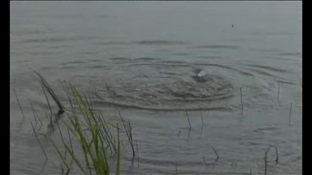 Диалоги о рыбалке. Подмосковье. Платный пруд. Карп смотреть онлайн