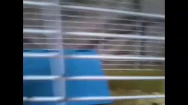 ПОЧЕМУ ХОМЯК ГРЫЗЕТ КЛЕТКУ?!|НАСТЯ И ХОМЯЧКИ смотреть онлайн