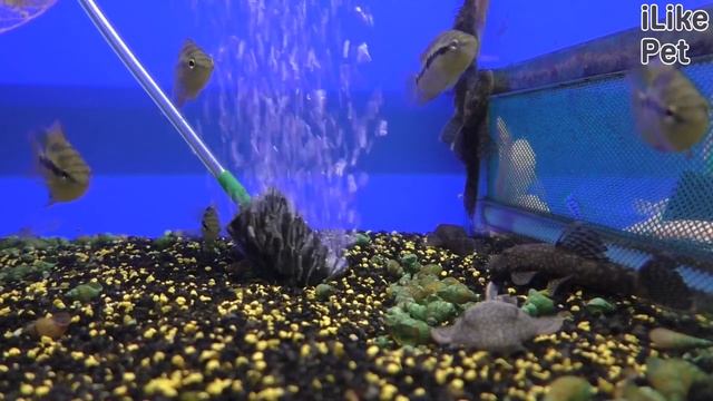 Уход за рыбкой анциструс смотреть онлайн