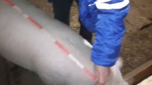 Как определить живую массу свиньи.