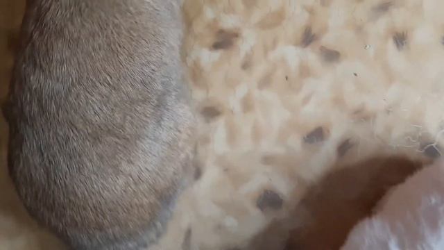 Дрессировка кроликов! смотреть онлайн