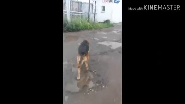 Кто оставил такую хорошую собаку смотреть онлайн