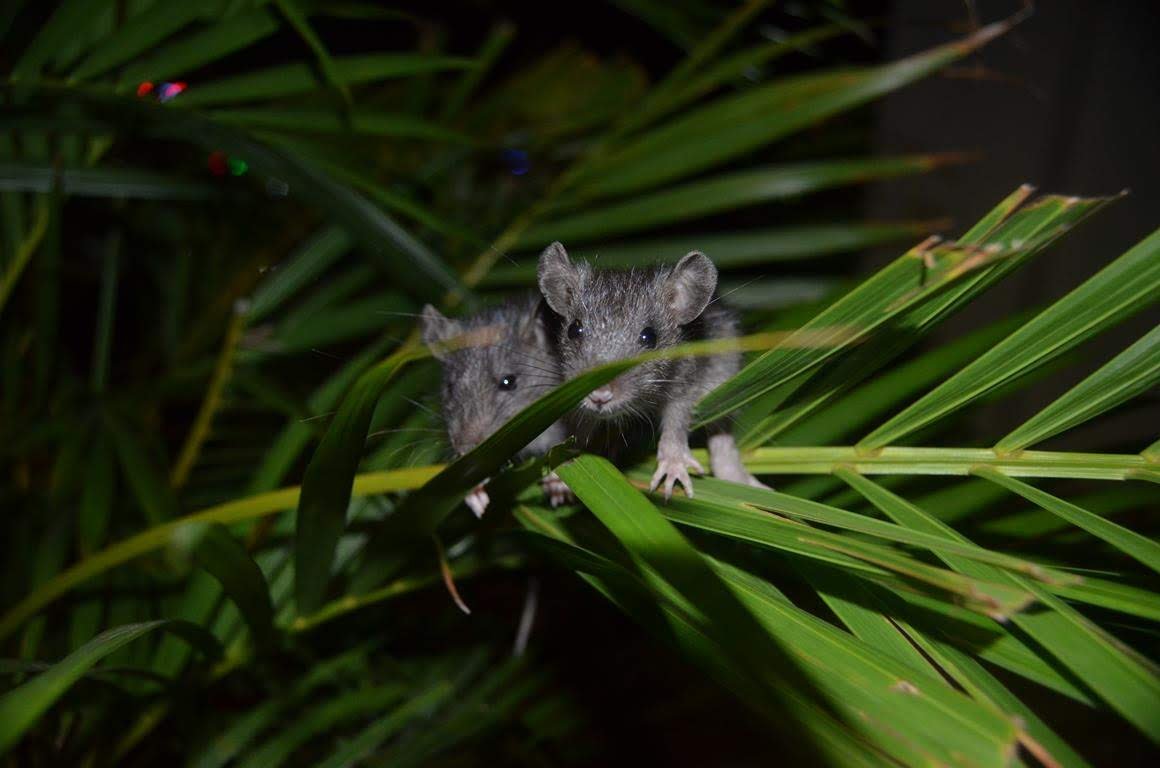 Вьетнам. Начанг. Бассейн  и мышки в гостинице Olympic  сент 2015