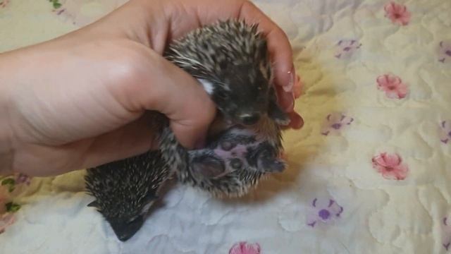 Братик и сестренка ежата :) смотреть онлайн