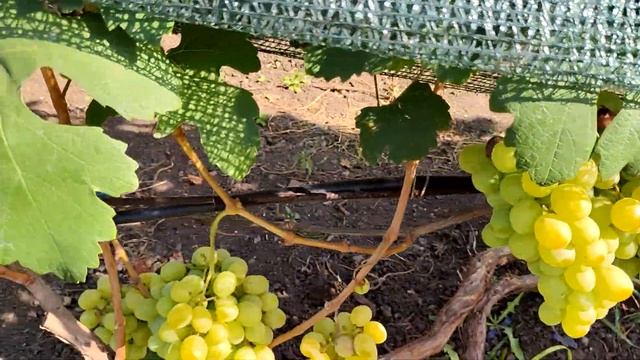 Самый КРУПНЫЙ ВИНОГРАД на моём участке. смотреть онлайн