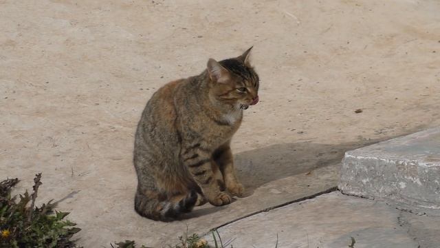 К нам пришла Света, Осень и много работы! смотреть онлайн