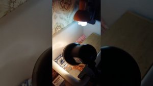 Уход за сухопутной черепахой. Сухопутная черепаха в домашних условиях.