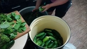 Огурцы соленые бочковые.Рецепт.