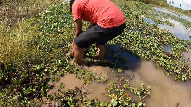 Amazing Unexpected Results! Founding a lot of lovely Axolotl Salamander Ele Oranda in Beautiful lak смотреть онлайн