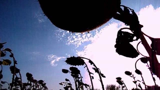 САМВЕЛ АДАМЯН ГО%&ЫЙ ВЫШЕЛ В ПОДЪЕЗД. КАК САМВЕЛ НА БЛОК ПОСТУ ТУПNЛ