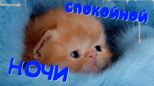 ? Музыкальная открытка спокойной ночи ? Спокойной ночи ? Сладких снов