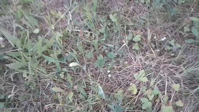 Чего делать на даче если скучно смотреть онлайн