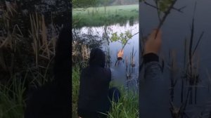 Самодельная ловушка на вьюна