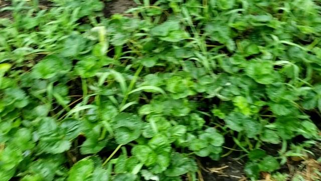 Клубника Купчиха.Навожу порядок на грядке. смотреть онлайн