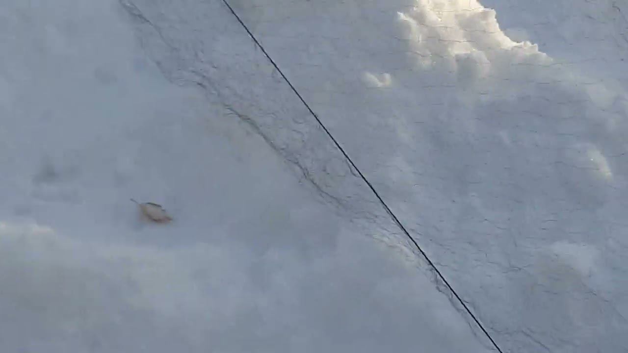 Ловля птиц 16.1.2022 год. смотреть онлайн