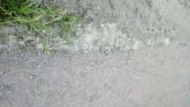 Коли і як сіяти гарбузи в травні 2021 році смотреть онлайн