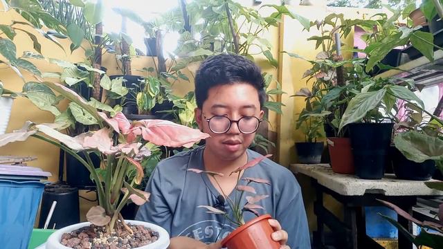 Sharing Tentang Syngonium Pink Perfection #syngonium #syngoniumpink