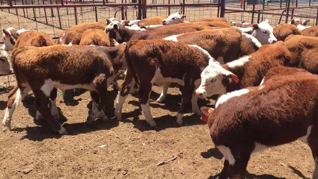 Poll Hereford Calves смотреть онлайн