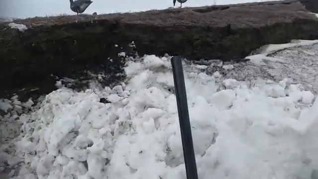 Охота на гуся в Якутии смотреть онлайн