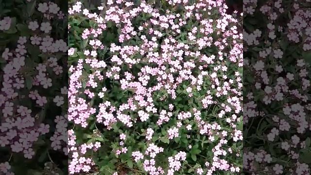 Цветение мыльнянки