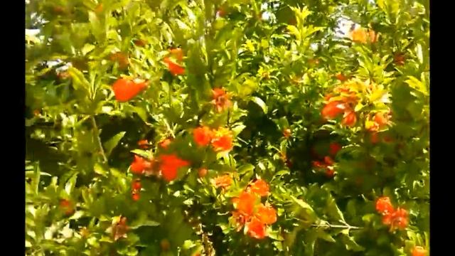 MELOGRANO (Punica Granatum) fiore смотреть онлайн