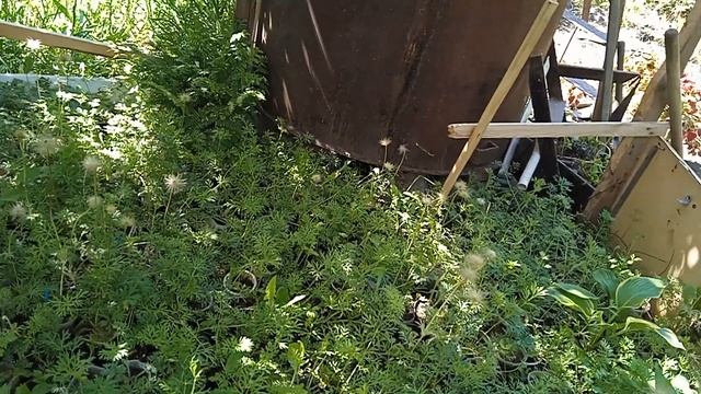 НАЧИНАЕТСЯ ПРИЕМ ЗАКАЗОВ НА СЕМЕНА ПРОСТРЕЛОВ.УСЛОВИЯ - В РОЛИКЕ. смотреть онлайн
