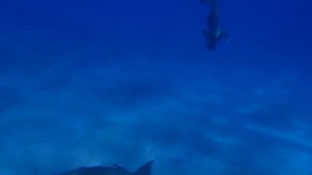 Egypt, Marsa Alam смотреть онлайн